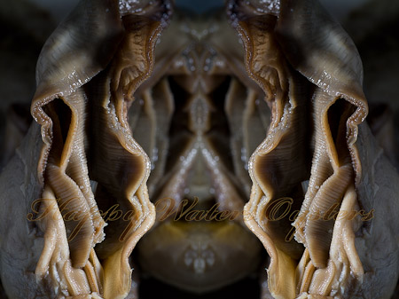 Oysters-2